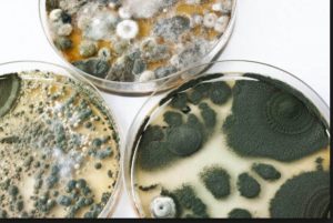 Mold Testing Results