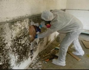 tearing out moldy wall