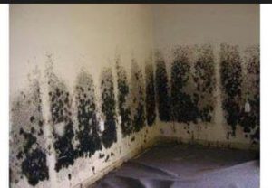 moldy walls